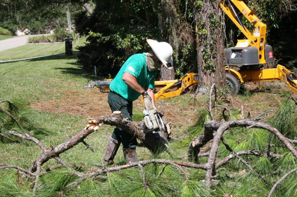 10 Tree Cutting Citrus County